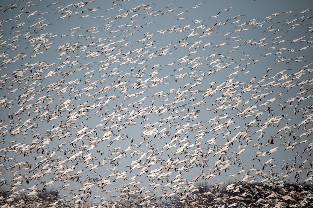 a large flock of birds flying through a blue sky