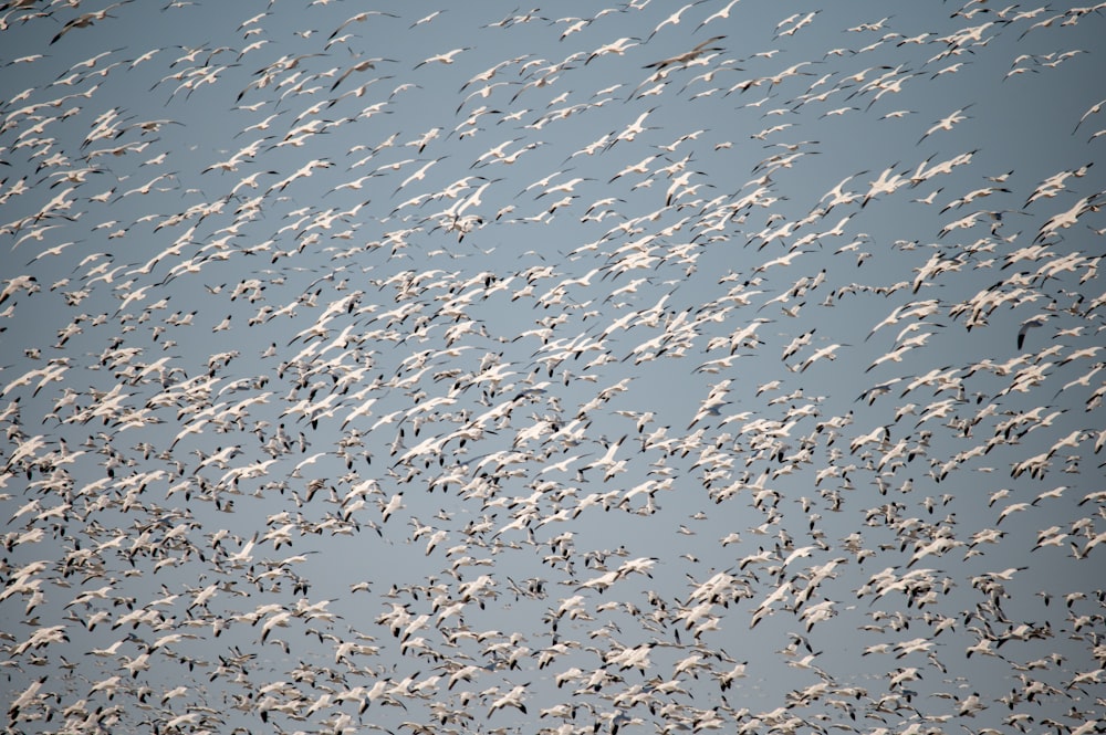 a flock of birds flying through a blue sky