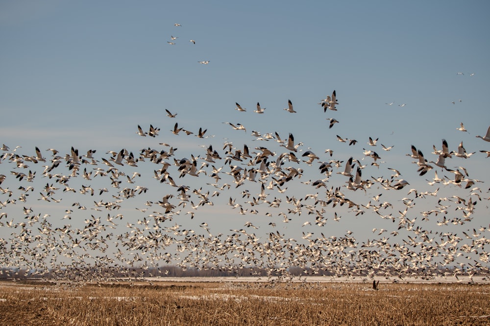 a flock of birds flying over a dry grass field