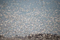A vibrant flock of colorful birds taking flight over the Bundala wetlands.