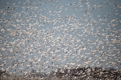 A vast flock of birds in flight fills the sky, creating a dynamic and dense pattern against a blue backdrop. The birds appear to be migrating, with their wings outstretched as they move together in unison. The scene conveys movement and the natural spectacle of wildlife.