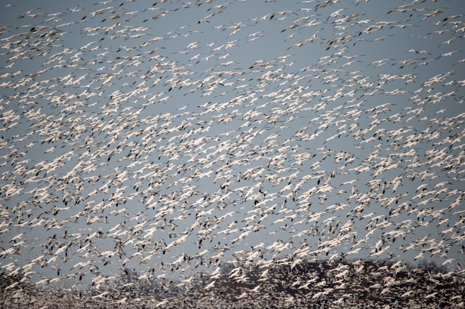 A vast flock of birds in flight fills the sky, creating a dynamic and dense pattern against a blue backdrop. The birds appear to be migrating, with their wings outstretched as they move together in unison. The scene conveys movement and the natural spectacle of wildlife.