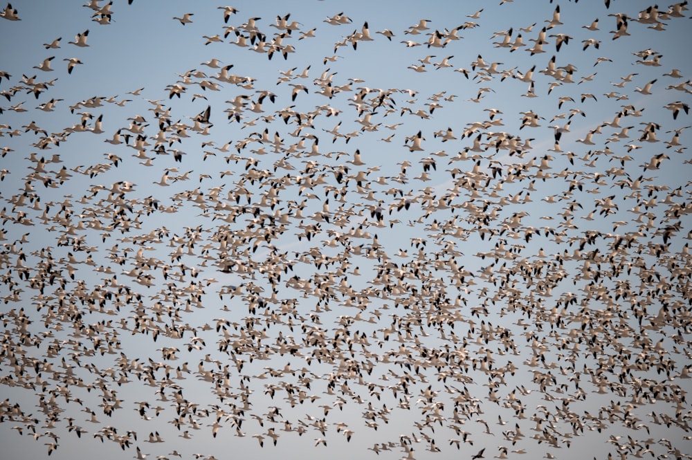 a large flock of birds flying through a blue sky