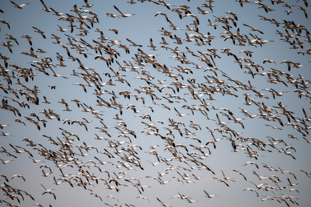 a flock of birds flying through a blue sky