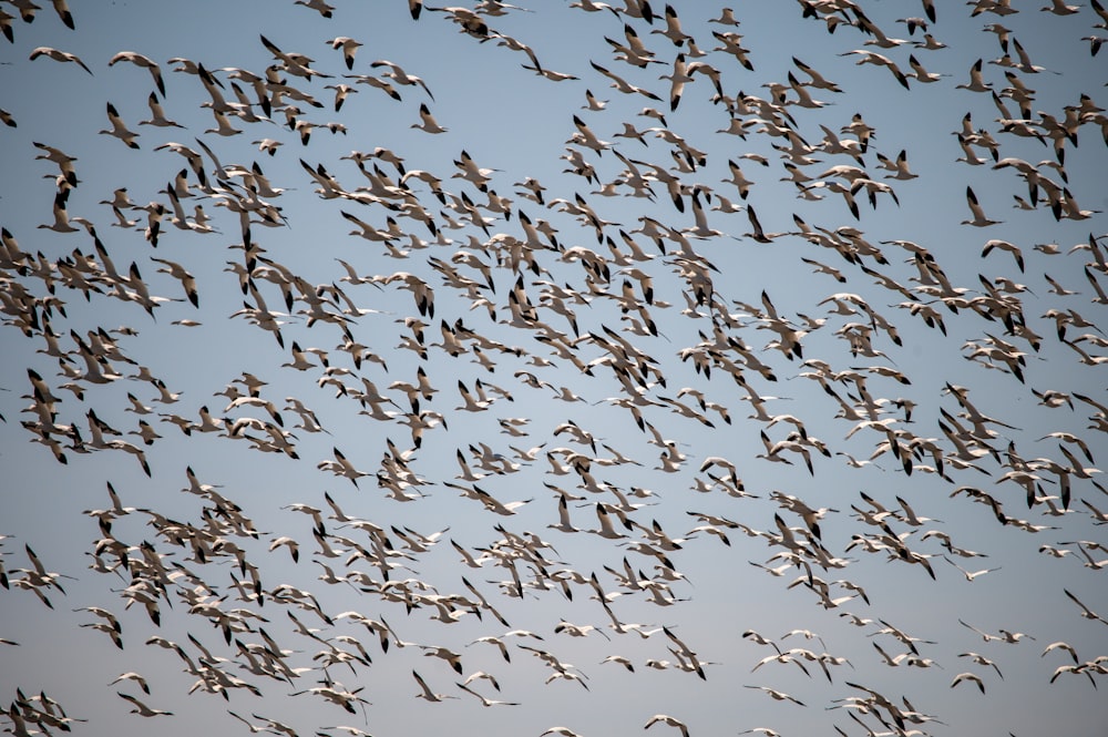 a flock of birds flying through a blue sky