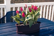 a potted plant with red flowers on a blue table