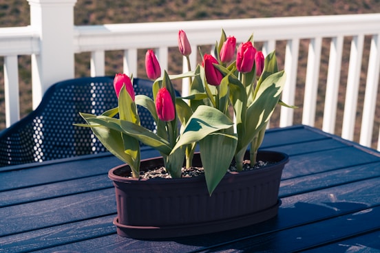 a potted plant with red flowers on a blue table