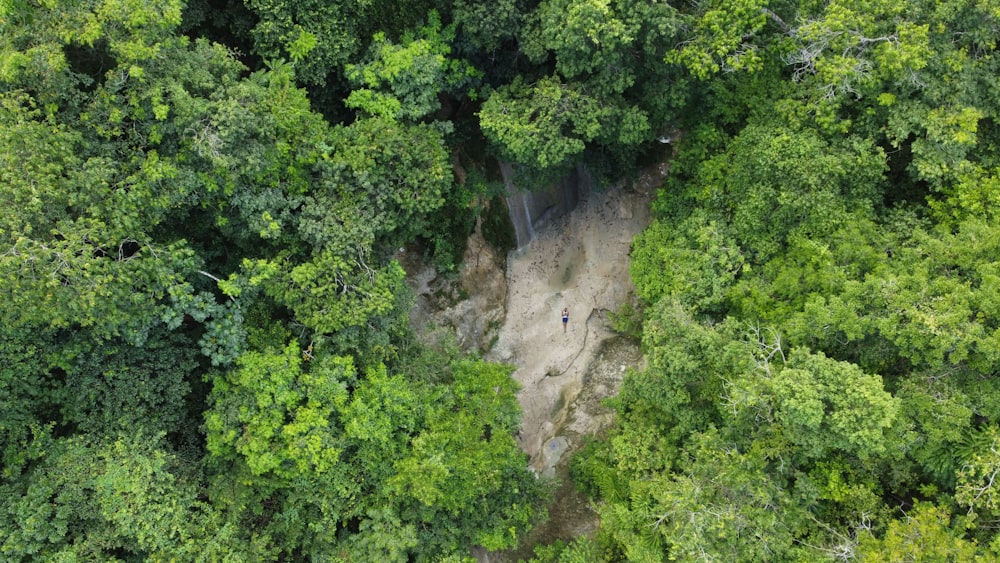 a person standing in the middle of a forest