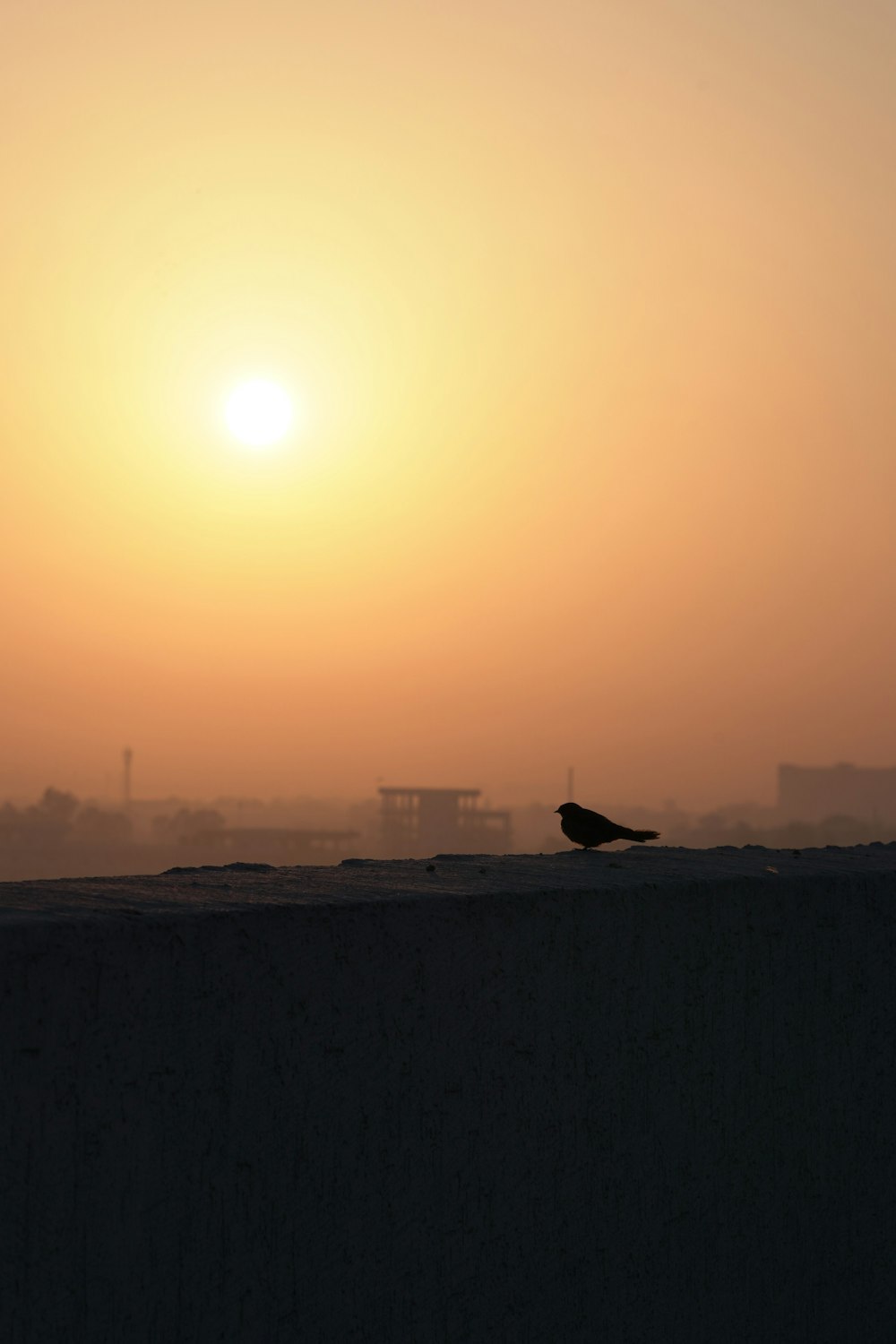 a bird is sitting on a wall as the sun sets