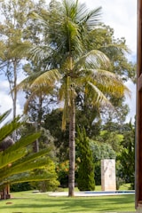 A palm tree being cleaned by a gardener.