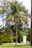 A happy customer standing next to a freshly pruned palm tree in a sunny Murcia garden.
