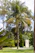 A happy customer standing next to a freshly pruned palm tree in a sunny Murcia garden.