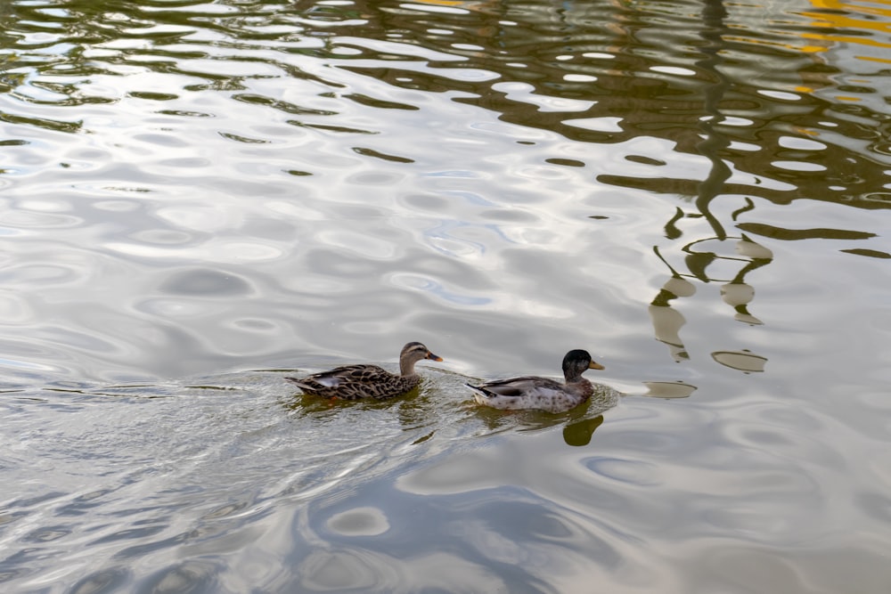 a couple of ducks floating on top of a lake