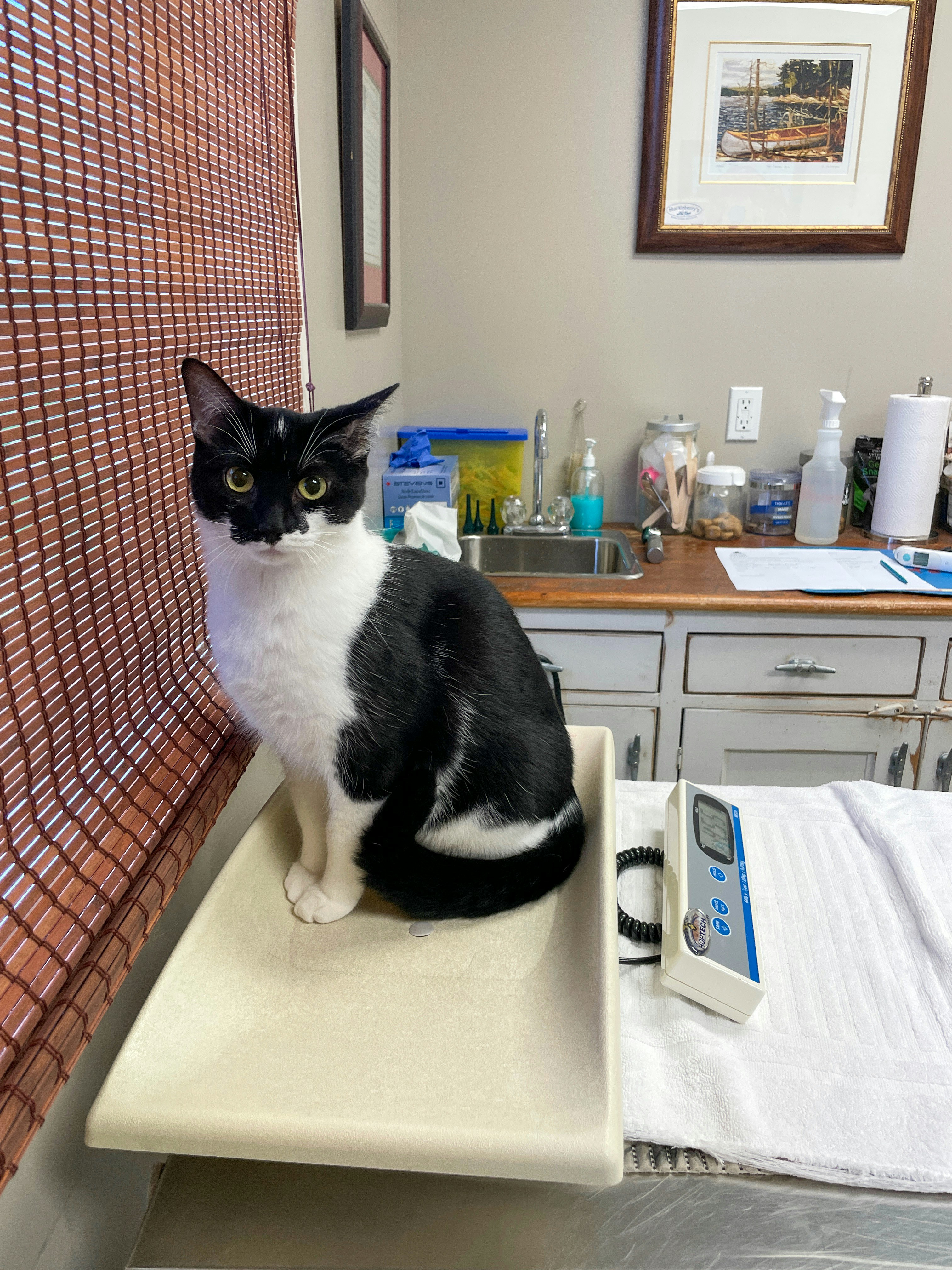 Dr. Marcus Rodriguez, veterinary advisor, with his tabby cat Pixel in a veterinary clinic