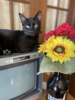 A black cat with yellow eyes is lounging on top of a vintage television set. Beside it, a vase holds vibrant artificial flowers including a large sunflower and red blossoms. The scene is indoors with a wooden backdrop.
