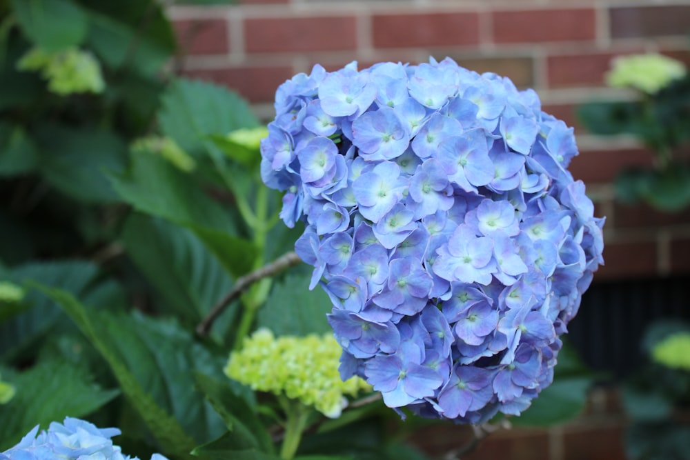 a close up of a blue flower near a brick wall