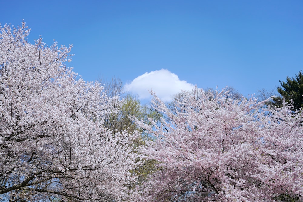 a group of trees that are in the grass