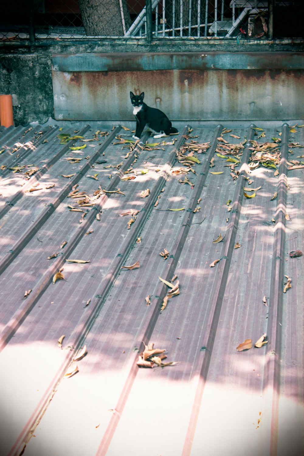 a small dog sitting on top of a wooden deck