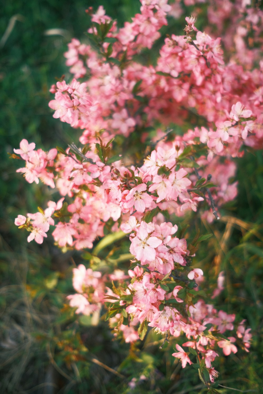 a bunch of pink flowers that are in the grass
