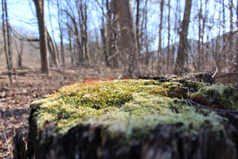 a tree stump with moss growing on it in the woods