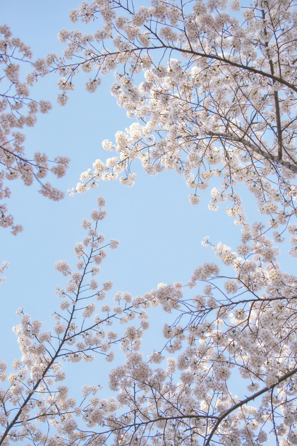 os galhos de uma árvore com flores brancas contra um céu azul