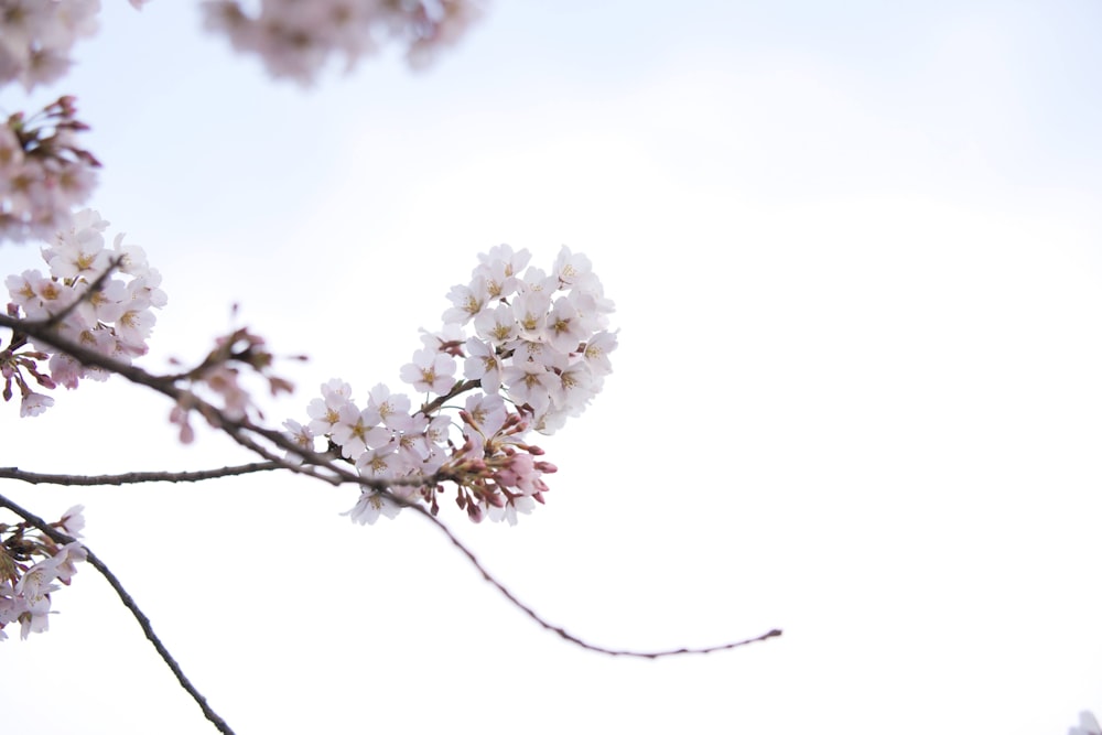 um ramo de uma árvore com flores brancas