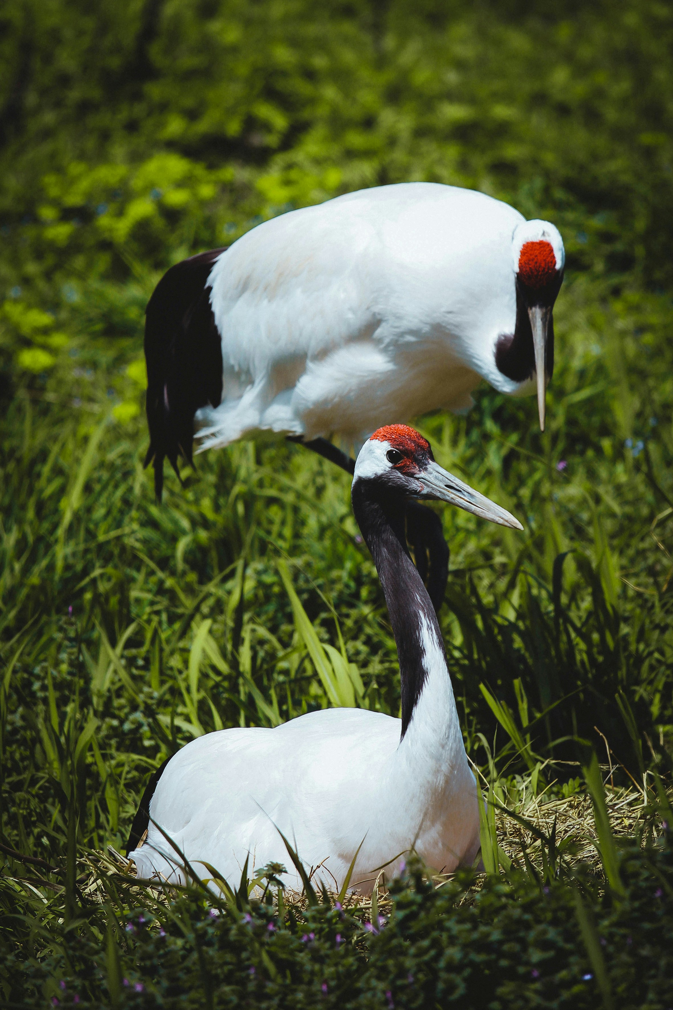ein paar Vögel, die auf einer saftig grünen Wiese stehen
