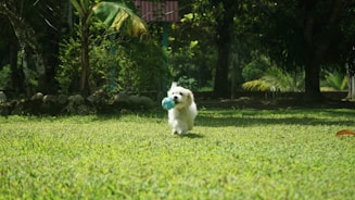 a small white dog holding a blue ball in its mouth