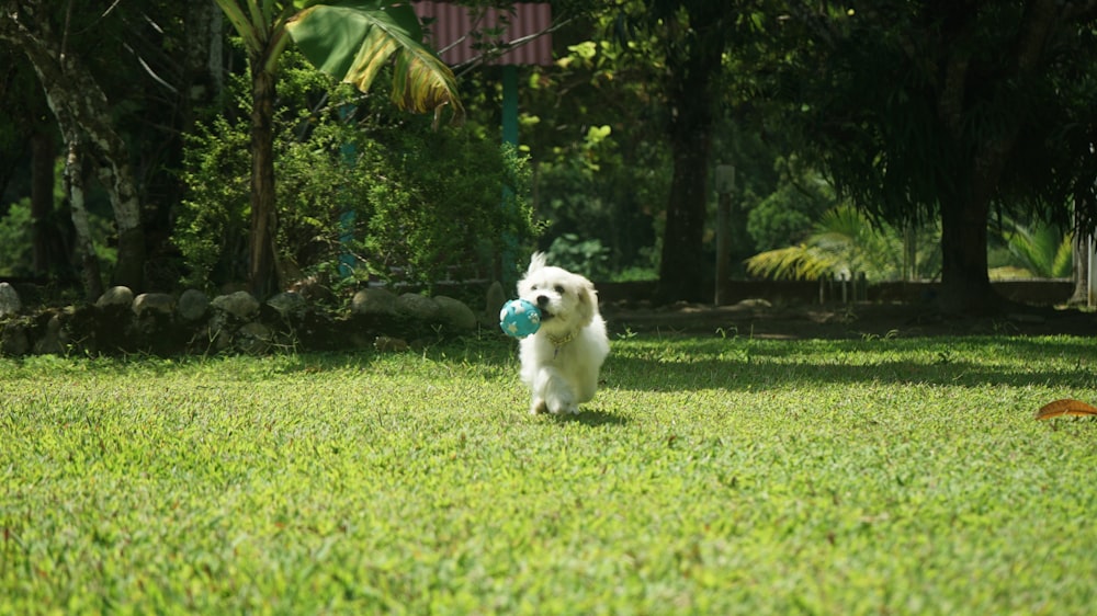 a small white dog holding a blue ball in its mouth