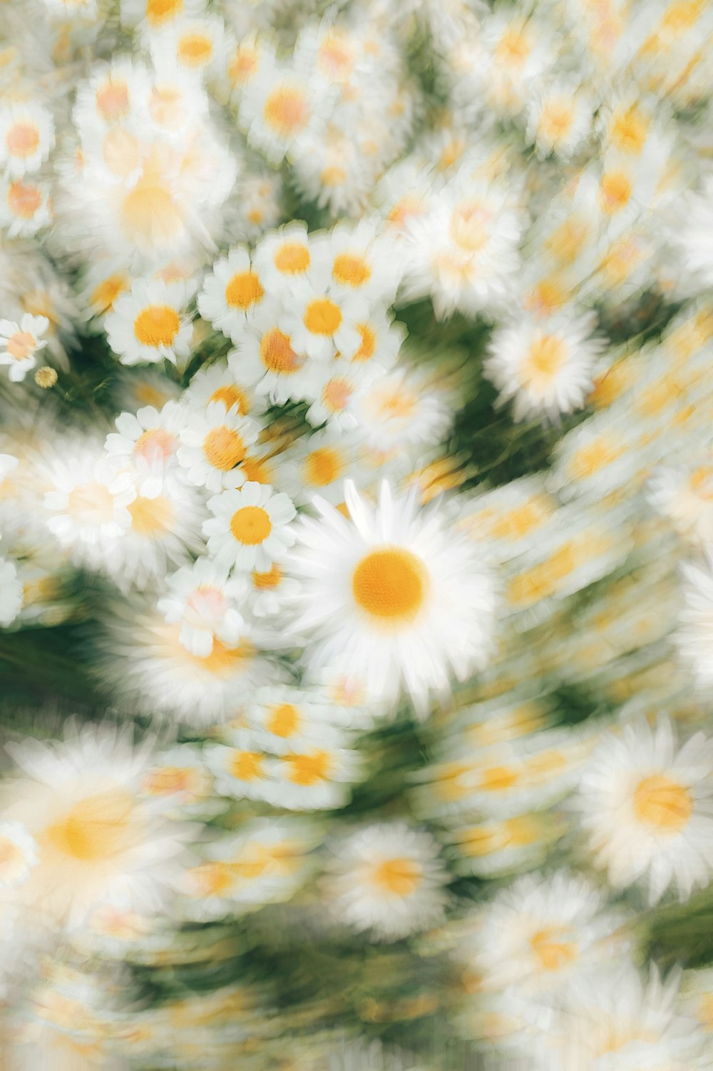 a blurry photo of a bunch of daisies