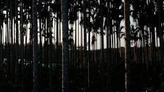 Tall, slender trees with sparse foliage reach upward, creating vertical patterns against the light. The tightly packed trunks form a natural grid, and the light filtering through highlights their texture. The background shows a forested area, adding depth and a sense of density to the arrangement.