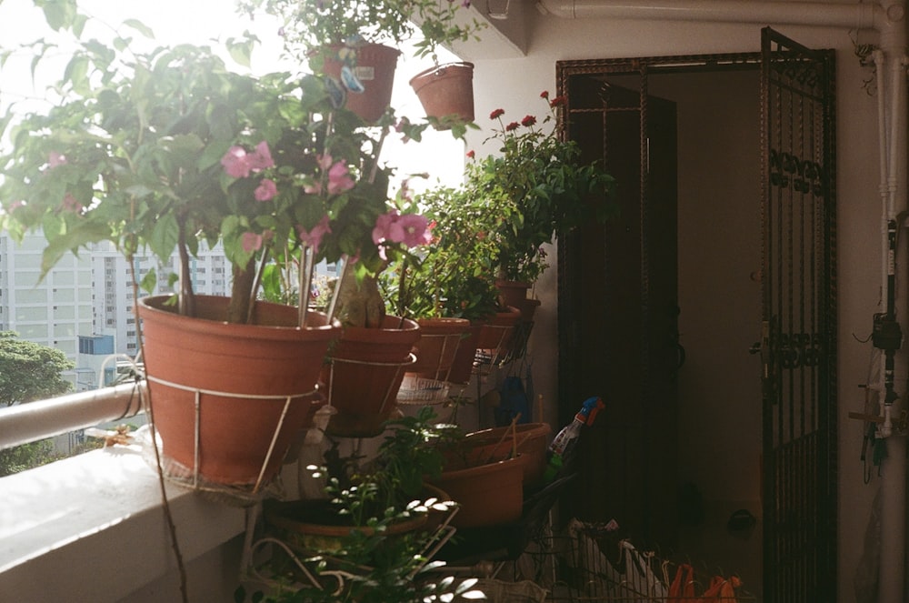 uma varanda com vasos de plantas em um dia ensolarado