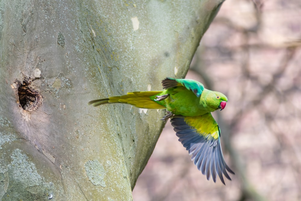 a green and yellow bird flying next to a tree
