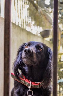 A black dog with long, slightly wavy fur is looking up attentively. It is wearing a red and green collar with a metal ring and appears to be behind a vertical metal bar fence. The background is blurred with some greenery and a wall visible.