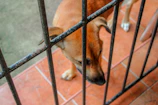 A dog stands behind metal bars on a tiled surface, gazing downward with a mix of curiosity and sadness. The dog's fur is a warm brown color, and the surrounding environment includes earthy tones and a metal fence.