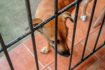 A dog stands behind metal bars on a tiled surface, gazing downward with a mix of curiosity and sadness. The dog's fur is a warm brown color, and the surrounding environment includes earthy tones and a metal fence.