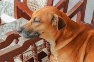 A serene moment of a dog resting after a long walk.