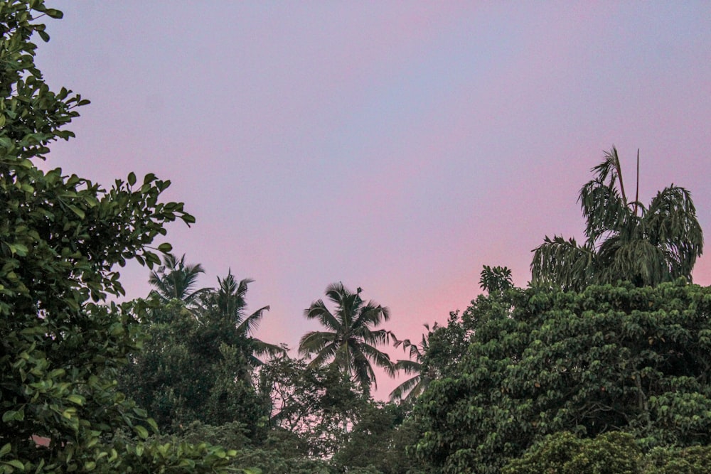 a group of trees with a pink sky in the background