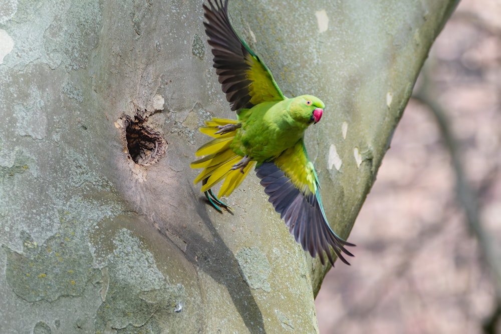 a green and yellow bird flying next to a tree