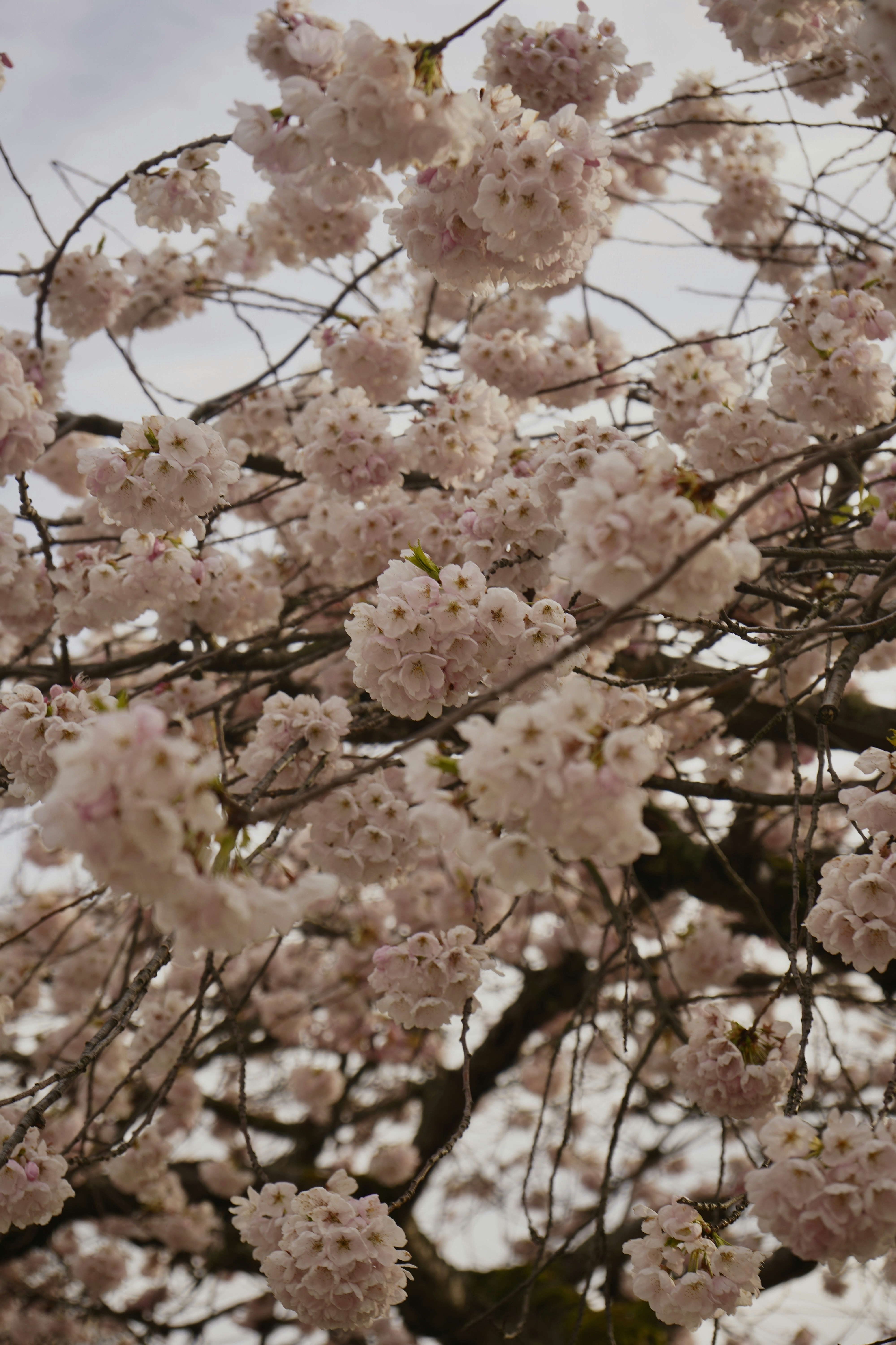 Photo by anitamonteiro