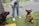 Two dogs, one black Labrador and one brown, are sitting on green artificial grass near a person wearing jeans and white sneakers. The person is holding a leash attached to the brown dog and has a small bag with a monster design on it.