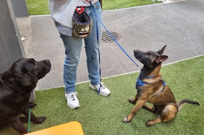 Two dogs, one black Labrador and one brown, are sitting on green artificial grass near a person wearing jeans and white sneakers. The person is holding a leash attached to the brown dog and has a small bag with a monster design on it.