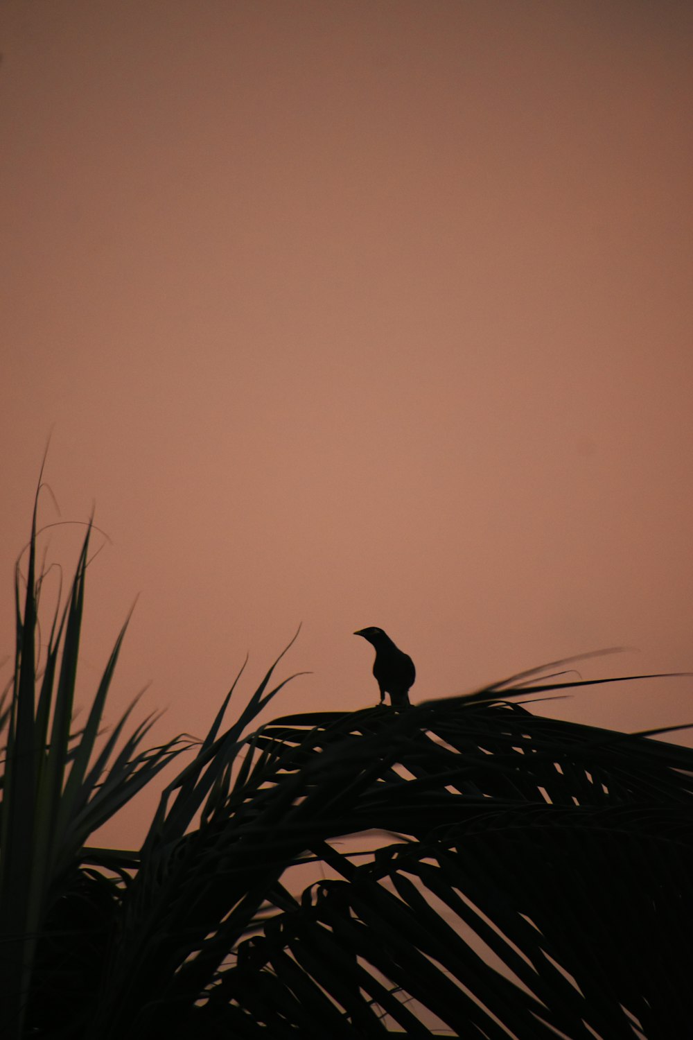 a bird sitting on top of a palm tree