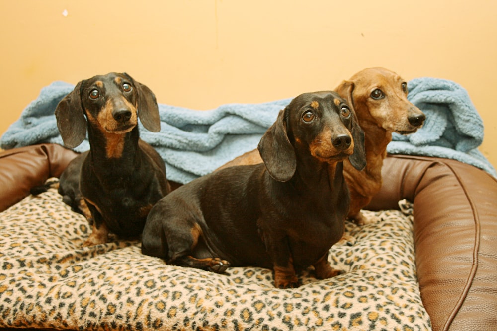 three dachshunds sitting on a leopard print dog bed