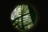 Close-up of a round circle image framed by natural elements.