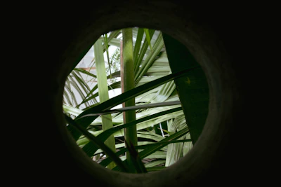 Close-up of a round circle image framed by natural elements.
