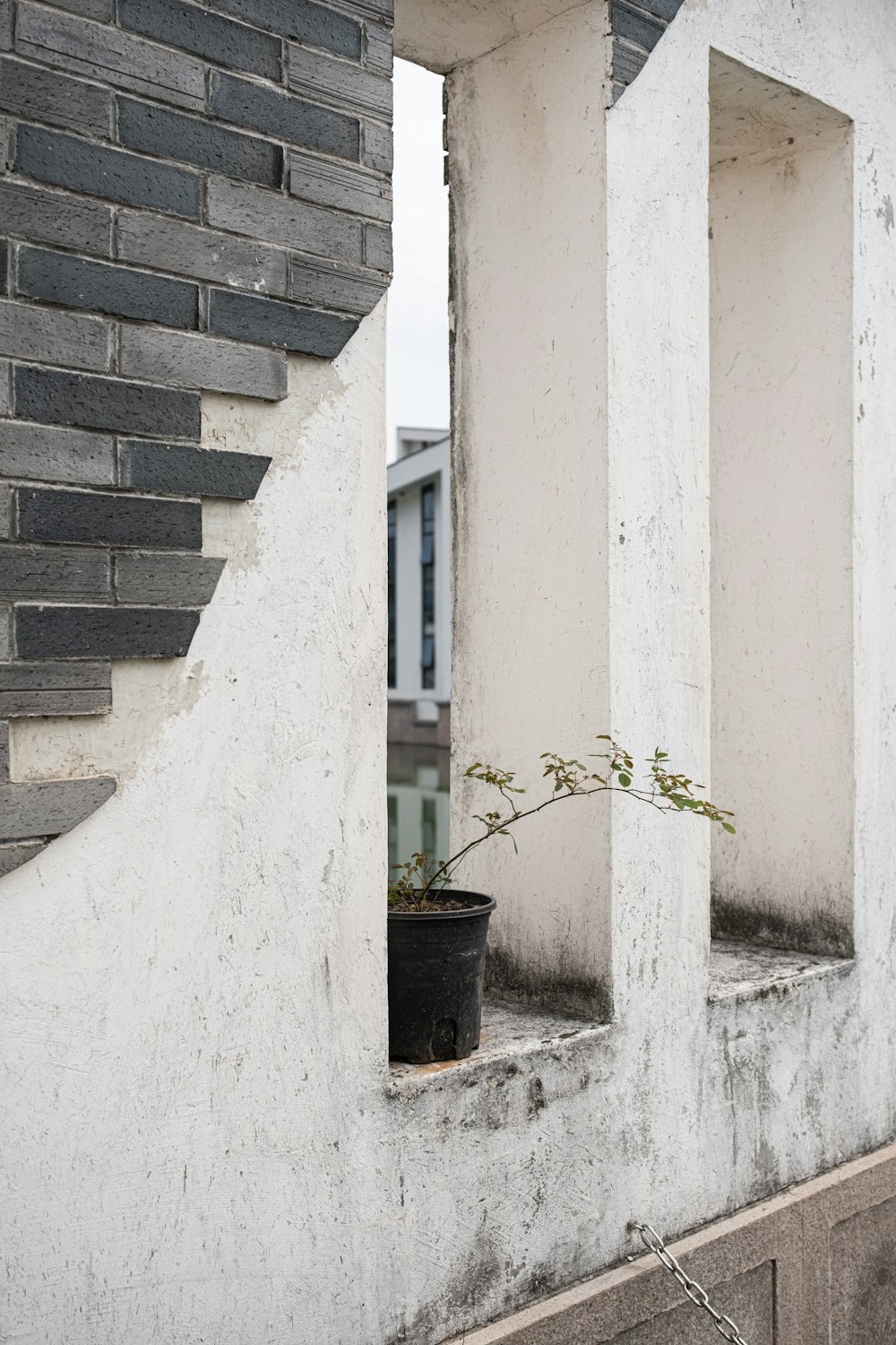 a potted plant sitting on the ledge of a building