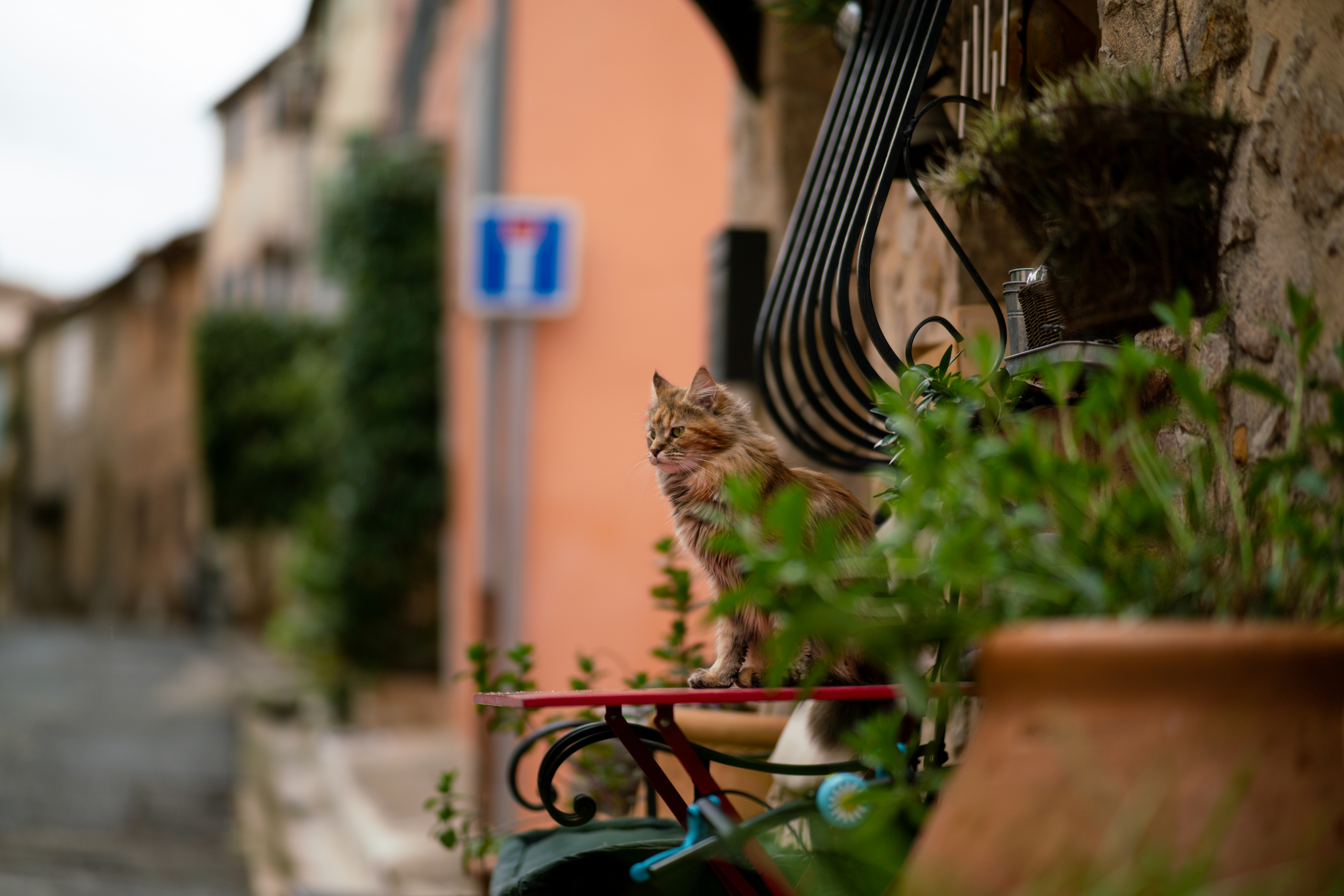 猫が建物の近くの自転車に座っている