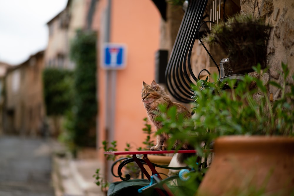 a cat is sitting on a bicycle near a building