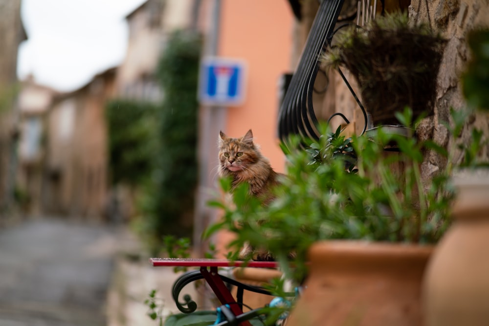 a cat sitting on the back of a bike next to a building